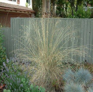 California Native Grasses